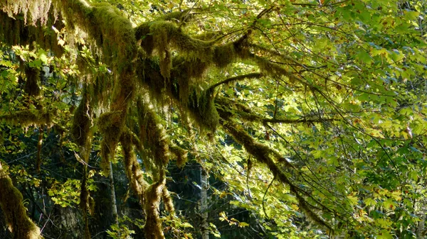 모스와 Hoh 열 대 다 우림, 올림픽 국립 공원, 미국 워싱턴-10 월 2014: 나무 coverd — 스톡 사진