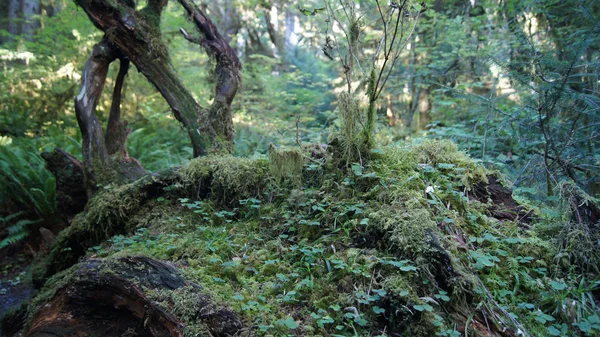 Hoh Rain Forest, Olympic National Park, WASHINGTON USA - October 2014: trees coverd with moss — Stock Photo, Image