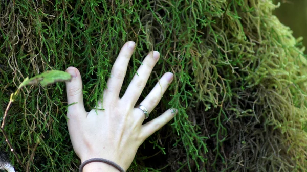 Hoh Rain Forest, Olympic National Park, WASHINGTON USA - Ottobre 2014: alberi ricoperti di muschio con una mano — Foto Stock