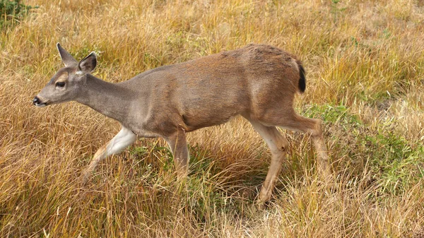 허리케인 리 지, 올림픽 국립 공원, 미국 워싱턴-10 월 2014: blacktail 사슴 산과 그 라 먹고 보기를 중지 — 스톡 사진