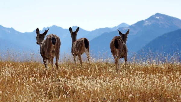 Kasırga Ridge, olimpik Milli Parkı, Washington ABD - Ekim 2014: Bir grup blacktail geyik manzarayı dağlar ve ciğeri yeme için durur
