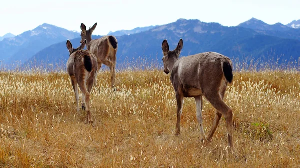 Kasırga Ridge, olimpik Milli Parkı, Washington ABD - Ekim 2014: Bir grup blacktail geyik manzarayı dağlar ve ciğeri yeme için durur