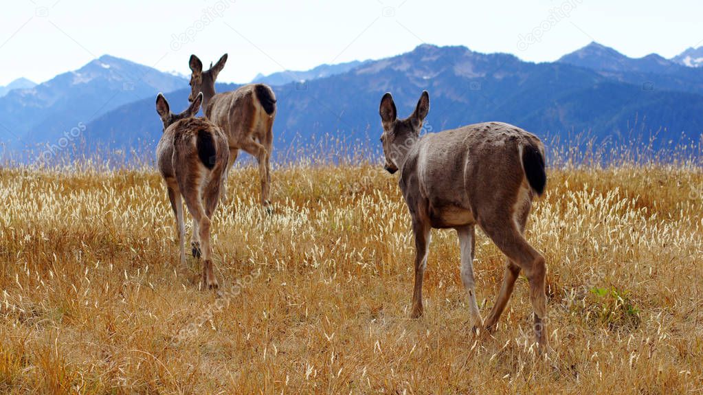 Hurricane Ridge, Olympic National Park, WASHINGTON USA - October 2014: A group of blacktail deer stops to admire the view the mountains and eating gras