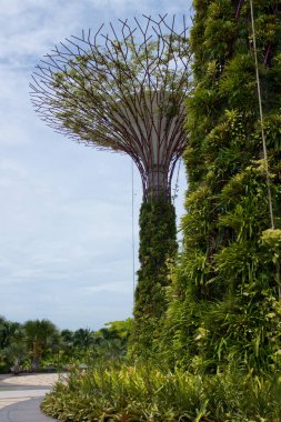 Singapur - 23 Temmuz 2016: Gün görünümü Supertree Grove Gardens Bay tarafından. Yayma 101 hektar ve Bayfront Mrt İstasyonu'na 5 dakikalık yürüme.
