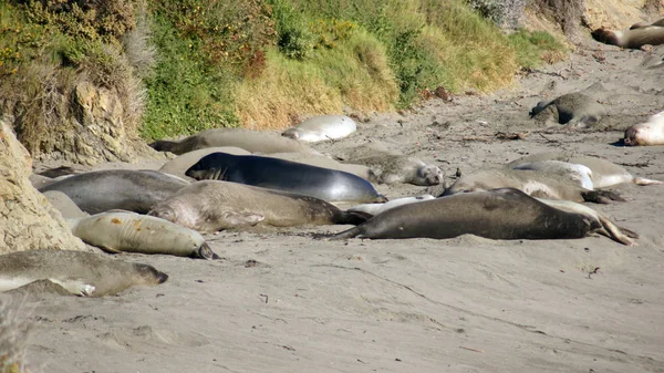 SAN SIMEON, ESTADOS UNIDOS - 7 DE OCTUBRE DE 2014: Elephant Seal Vista Point at Highway No. 1 o Pacific Coast Hwy — Foto de Stock