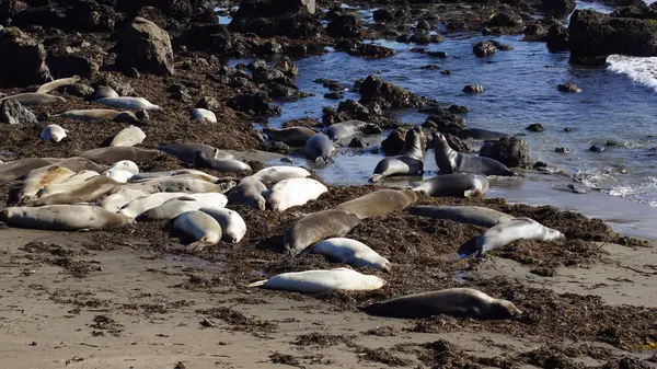 SAN SIMEON, ESTADOS UNIDOS - 7 DE OCTUBRE DE 2014: Elephant Seal Vista Point at Highway No. 1 o Pacific Coast Hwy — Foto de Stock