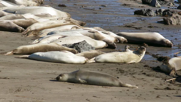 SAN SIMEON, ESTADOS UNIDOS - 7 DE OCTUBRE DE 2014: Elephant Seal Vista Point at Highway No. 1 o Pacific Coast Hwy — Foto de Stock
