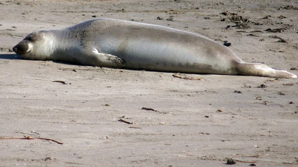 SAN SIMEON, ESTADOS UNIDOS - 7 DE OCTUBRE DE 2014: Elephant Seal Vista Point at Highway No. 1 o Pacific Coast Hwy — Foto de Stock