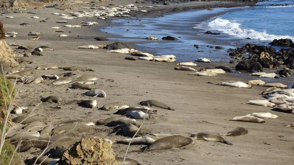 SAN SIMEON, ESTADOS UNIDOS - 7 DE OCTUBRE DE 2014: Elephant Seal Vista Point at Highway No. 1 o Pacific Coast Hwy — Foto de Stock