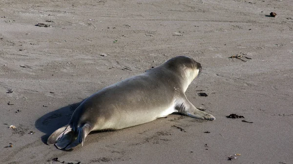 SAN SIMEON, UNITED STATES - OCTOBER 7th, 2014: Elephant Seal Vista Point at Highway No. 1 or Pacific Coast Hwy — Stock Photo, Image