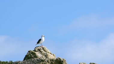 Malibu, Amerika Birleşik Devletleri - 9 Ekim 2014: güzel ve romantik El Matador devlet Beach Güney Kaliforniya'da