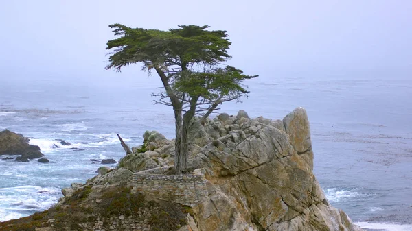 MONTEREY, CALIFORNIA, UNITED STATES - OCT 6, 2014: The Lone Cypress, seen from the 17 Mile Drive, in Pebble Beach, CA USA, along Pacific Coast Highway, scenic view Hwy No 1 — Stock Photo, Image