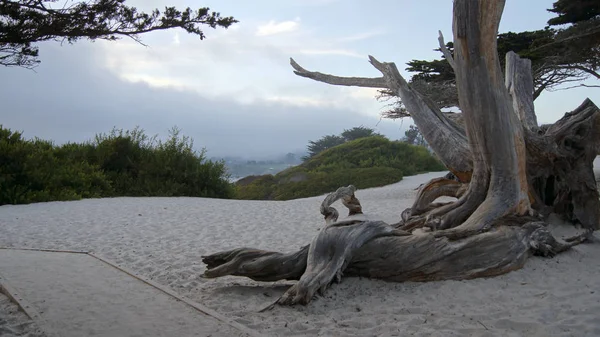 Кармель, Каліфорнія, США - 7 жовтня 2014 року: Білий пляж з дерева і кипариси уздовж шосе № 1, США — стокове фото