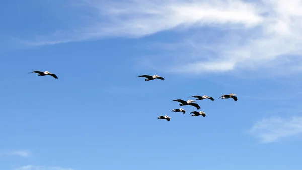 BIG SUR, CALIFORNIA, STATI UNITI - 7 ottobre 2014: Brown Pelicans In volo lungo la costa tra Monterey e Pismo Beach a CA Hwy n. 1, USA — Foto Stock