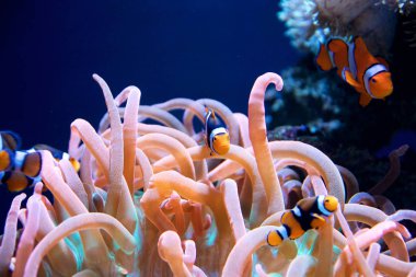 Seattle, Washington, ABD - 25 Ocak 2017: deniz anemone ve palyaço balık deniz akvaryum mavi arka plan üzerinde bir grup.