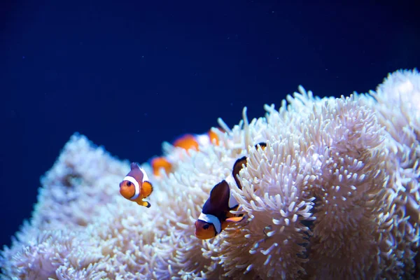 SEATTLE, WASHINGTON, USA - JAN 25th, 2017: Sea anemone and a group of clown fish in marine aquarium on blue background. — Stock Photo, Image