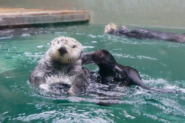 SEATTLE, WASHINGTON, USA - JAN 25th, 2017: Otter swimming on his back, looking into camera in a aquarium clipart
