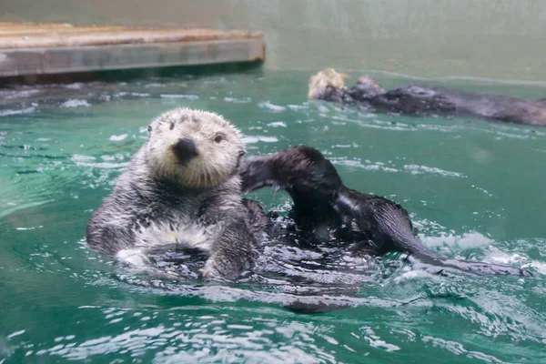 Seattle, Washington, ABD - 25 Ocak 2017: sırt üstü Yüzme, kamera bir akvaryumda bakarak Otter