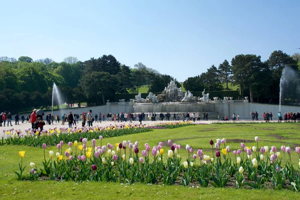 VIENNA, ÁUSTRIA - 30 de abril de 2017: Neptune Fountain Neptunbrunnen em grande parterre do parque público de Schoenbrunn com flores em primeiro plano, palácio de Schoenbrunn - antiga residência imperial de verão — Fotografia de Stock