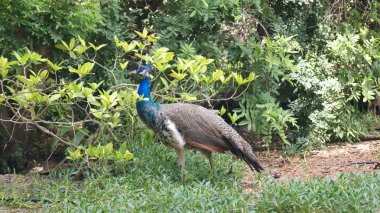 Dubai, Birleşik Arap Emirlikleri - 31 Mart 2014: bir bahçe ile arka planda yeşil çim yeme renkli tavus kuşu