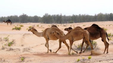 Abu Dhabi, Birleşik Arap Emirlikleri - 3 Nisan 2014: Grup şirin tek seviştiği deve veya dromedary günün ortasında güzel liwa çölde