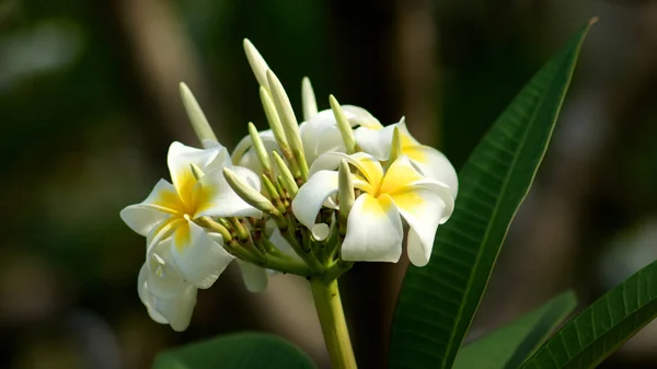 SINGAPORE - APR 3rd 2015: Different flowers and plants in Flower dome at Gardens by the bay — Stock Photo, Image