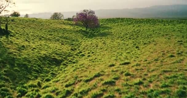 Groene Zomer Weiland Met Planten Bomen Onder Bewolkte Hemel Tijdens — Stockvideo