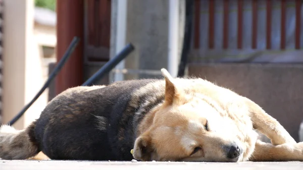 Image with a Tired Dog Stay Lying Down and Sleeping Relaxed on the Street