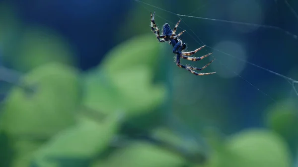 Tiro com uma Aranha Perigosa Sentado na Web — Fotografia de Stock