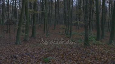 Orman sonbahar boyunca kamera hareketi