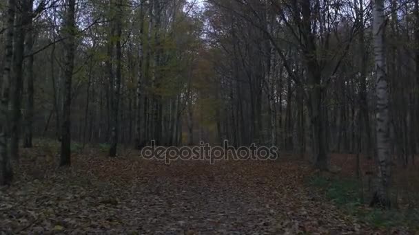 Movimiento de cámara a lo largo del bosque en otoño — Vídeos de Stock