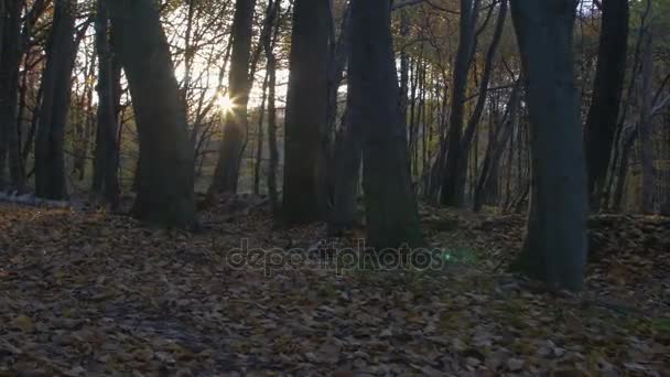 Movimento da câmera ao longo da floresta no outono — Vídeo de Stock