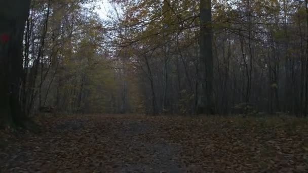 Movimiento de cámara a lo largo del bosque en otoño — Vídeo de stock