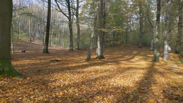 Kamera panorering över en färgglad höst skog — Stockvideo