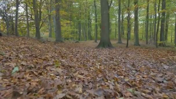 Φωτογραφική μηχανή κίνησης κατά μήκος τα φύλλα στο δάσος — Αρχείο Βίντεο