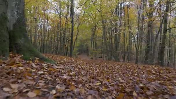 Cámara de movimiento a lo largo de las hojas en el bosque — Vídeos de Stock