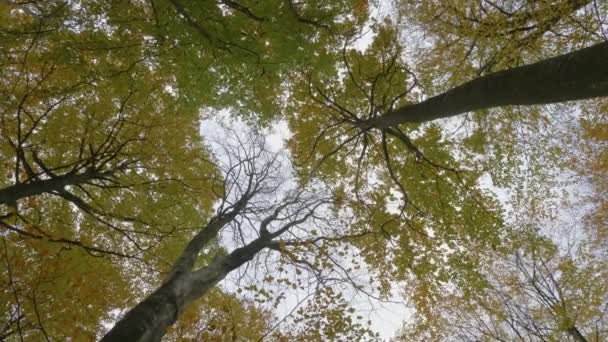 Blick nach oben zu den Baumwipfeln und Drehung um — Stockvideo