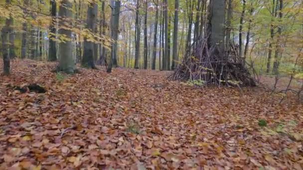 mouvement de caméra le long des feuilles dans la forêt 