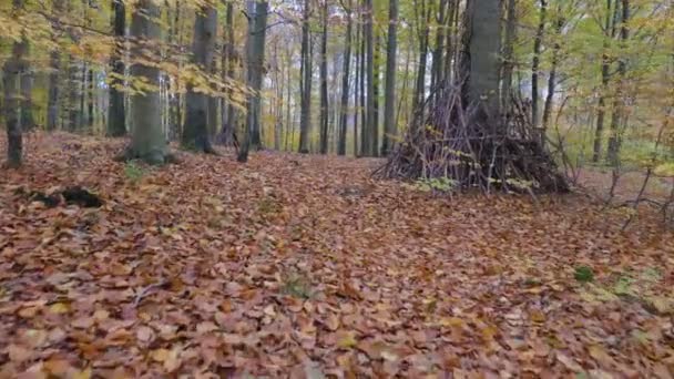 Movimento della macchina fotografica lungo le foglie nella foresta — Video Stock