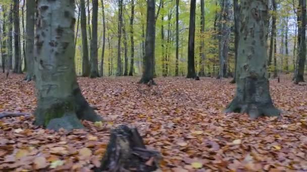 mouvement de caméra le long des feuilles dans la forêt 