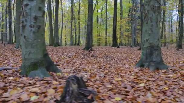 Pohyb kamery po listí v lese — Stock video