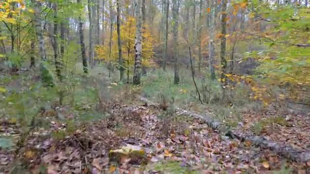 Movimento da câmera ao longo das folhas na floresta — Vídeo de Stock