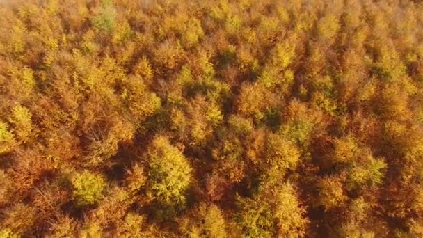 AERIAL: Volando por encima de coloridas copas de árboles forestales un día de otoño . — Vídeo de stock