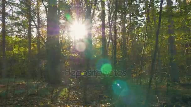 Cámara de movimiento a lo largo de las hojas en el bosque — Vídeos de Stock