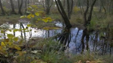 kamera hareket ormanın içinde su