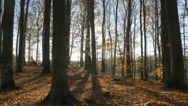 Движение камеры вдоль листьев в лесу — стоковое видео