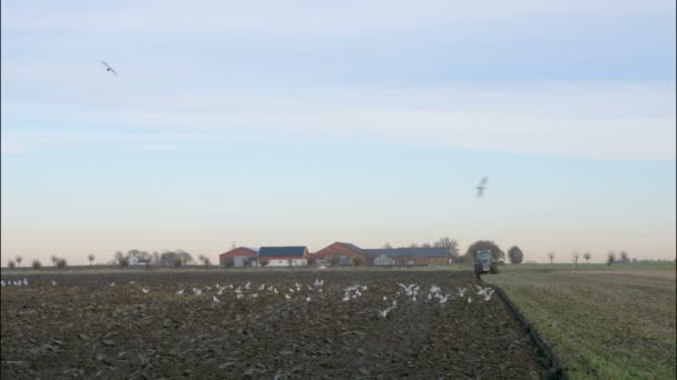 Boer plows en vogels eten op het veld — Stockvideo