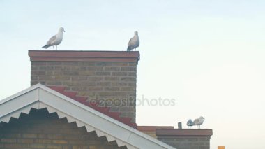 Martılar bir baca üzerinde oturmak ve etrafına bak
