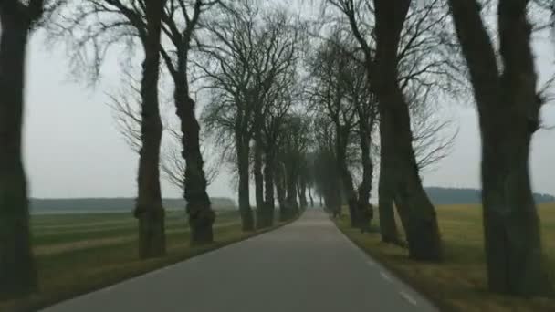 POV kör bil genom en allé av träd — Stockvideo