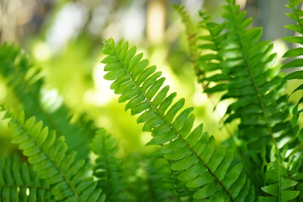 緑の植物 緑の自然景観 生態系の背景として使用される再生領域とともに 庭のぼやけた緑の背景に緑のシダの葉のクローズアップ自然景観 — ストック写真